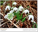snowdrops35