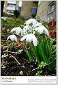 snowdrops36