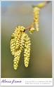 Alnus-firma