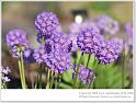 Flowers-28