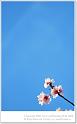 Flowers-32