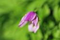Flowers01