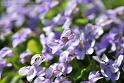 Flowers02