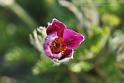 Flowers04