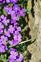 Flowers05