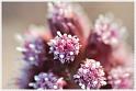 Flowers06