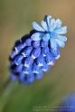 Grape-hyacinth
