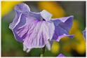 Pansy01