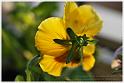 Pansy03