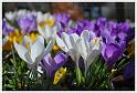 crocus