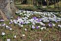 crocus10