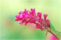 flower08
