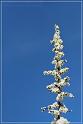 flower80