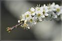 flower84