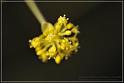 flower90