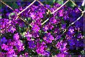 flowers-108