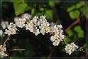 flowers-114