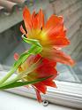 Tulip01
