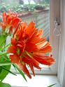 Tulip02