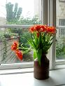 Tulip03