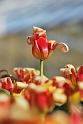 Tulip04