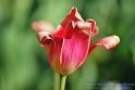 Tulip06