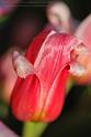Tulip07