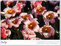 Tulip09