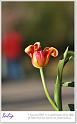Tulip10