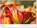 Tulip11