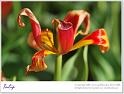Tulip12
