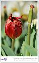 Tulip13