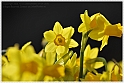 Wild-daffodil03