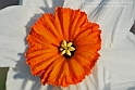 Wild-daffodil11