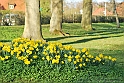 Wild-daffodil22