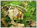 Chanterelle-01