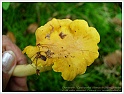 Chanterelle-02
