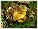 Chanterelle-03