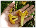 Chanterelle-04