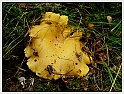 Chanterelle-05