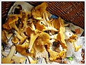 Chanterelle-06