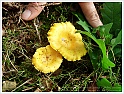 Chanterelle-07