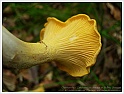 Chanterelle-08