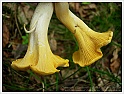Chanterelle-09