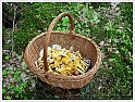 Chanterelle-10