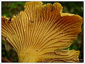 Chanterelle-11