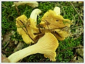 Chanterelle-12