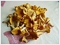 Chanterelle-13
