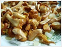 Chanterelle-15