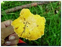 Chanterelle-17
